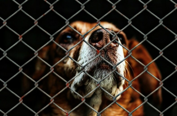 Новость с сайта asi.org.ru: Госдума отозвала законопроект, позволяющий бесконтрольно убивать бездомных животных