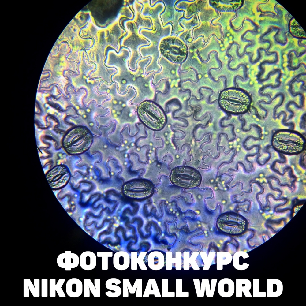  Nikon Small World